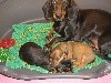  - Naissance de chiots standards poil ras dernières lignées françaises