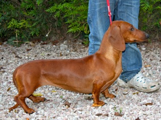 Emeraude d'horteval